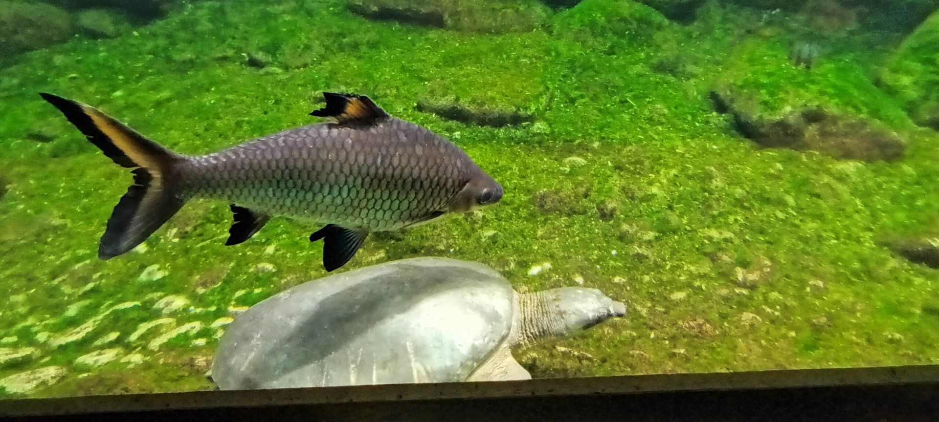 Bala Shark and Fly river Turtle