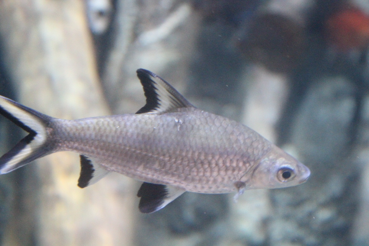Bala shark (Balantiocheilos melanopterus) - BXSea