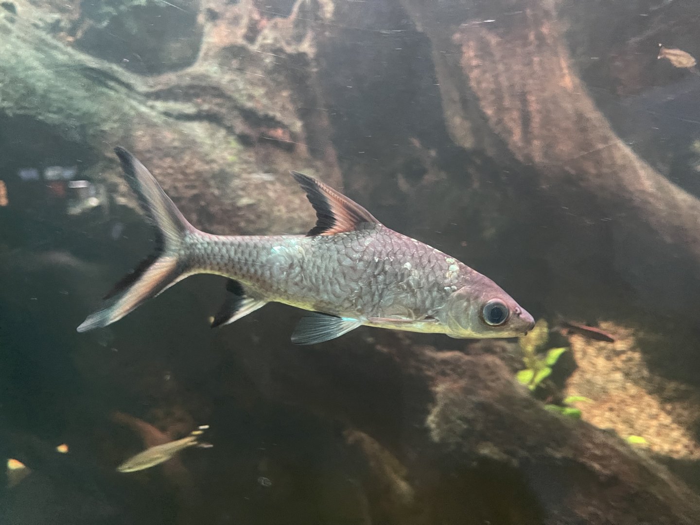 bala shark (balantiocheilos melanopterus) - dunia air tawar