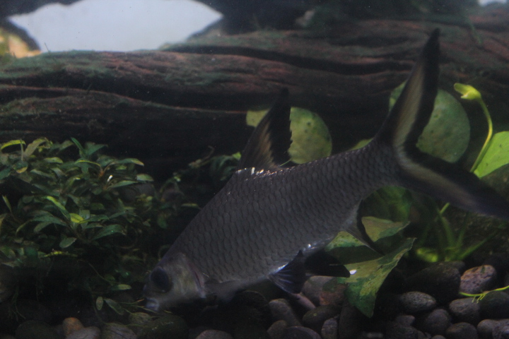 Bala shark (Balantiocheilos melanopterus)