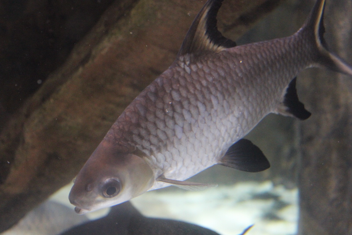 Bala shark (Balantiocheilos melanopterus)