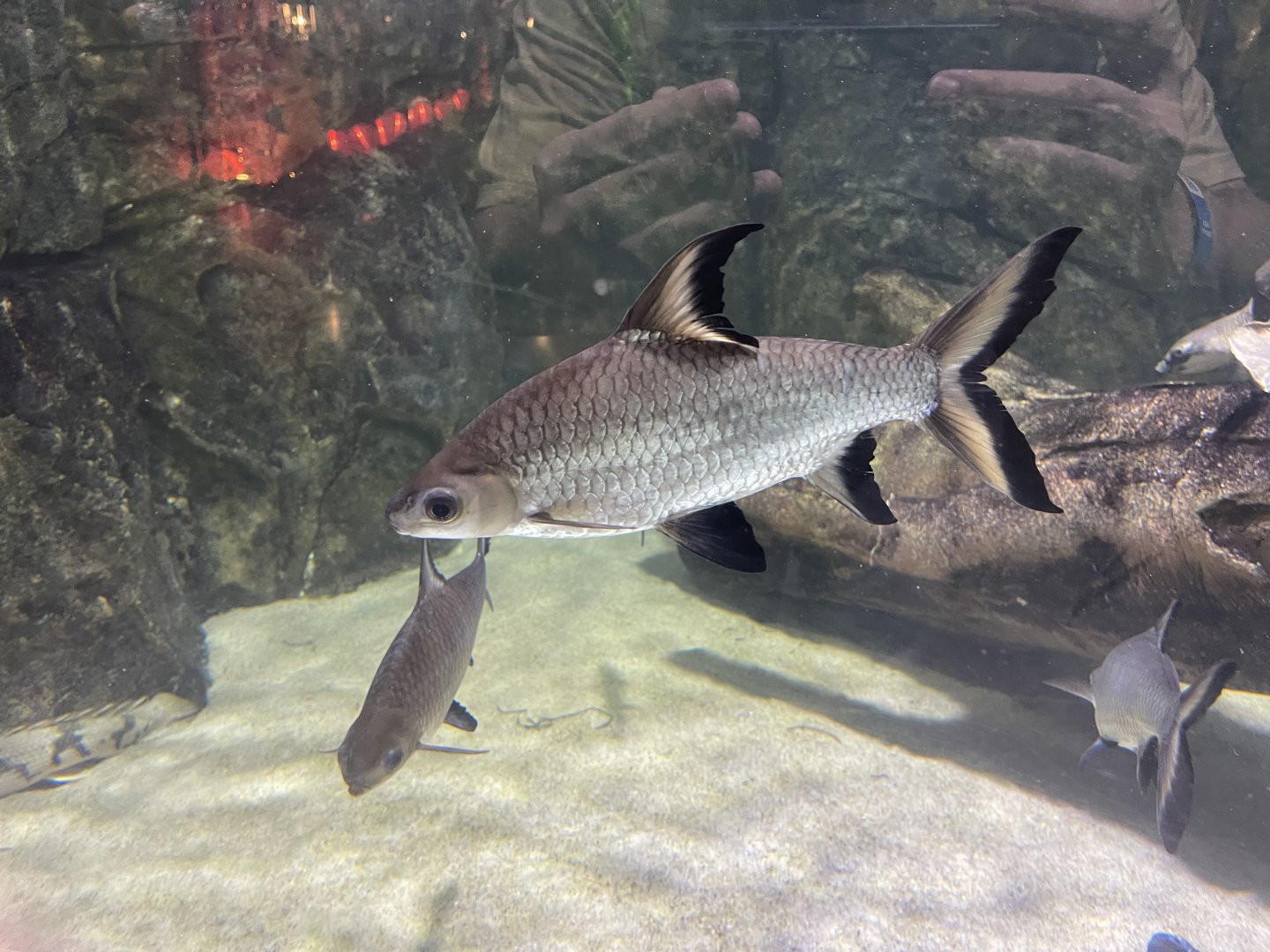 bala shark (balantiocheilos melanopterus)