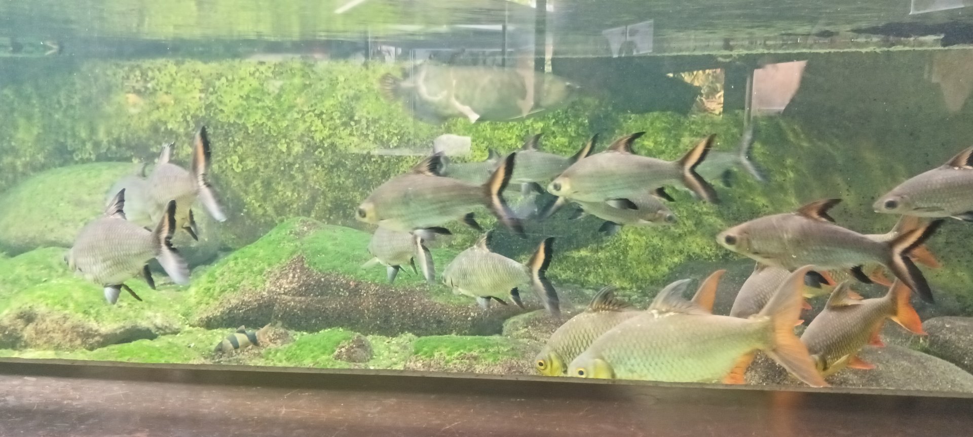 Bala Sharks, Tinfoil Barbs and Asian Arowana