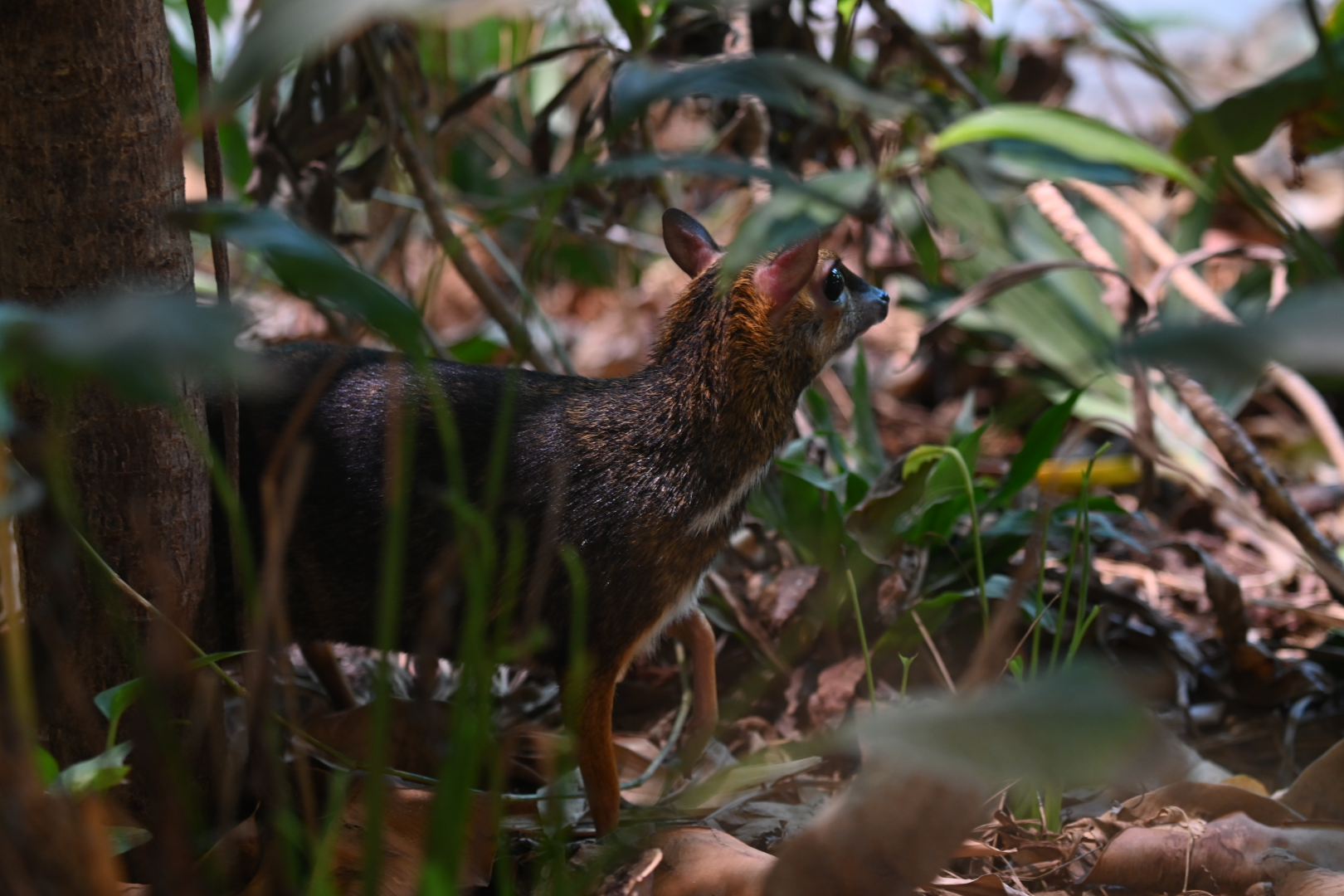 Balabac Chevrotain, ABH