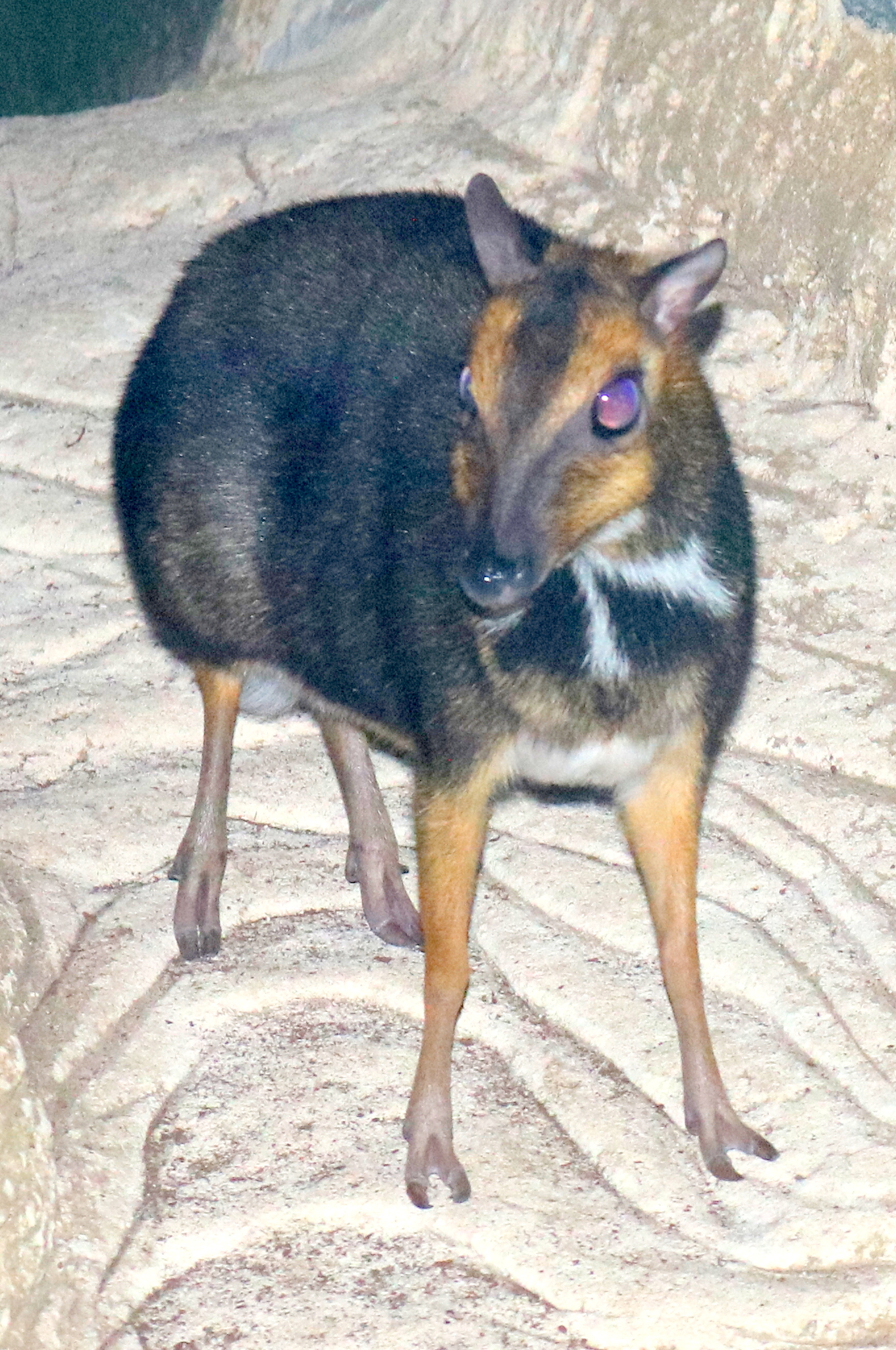 Balabac chevrotain; Antwerp; 7th September