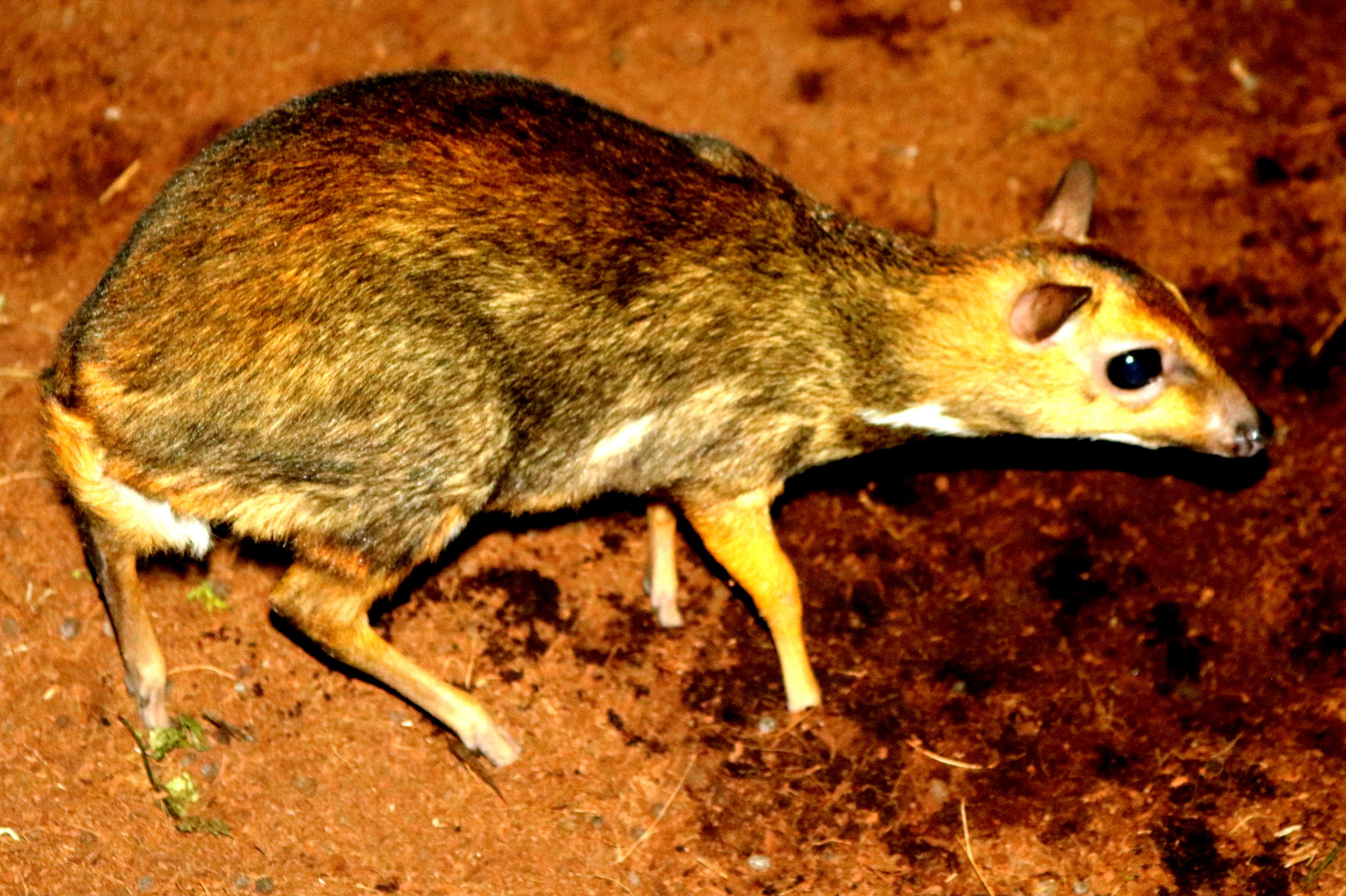 Balabac chevrotain; Antwerp; 8th September 2018