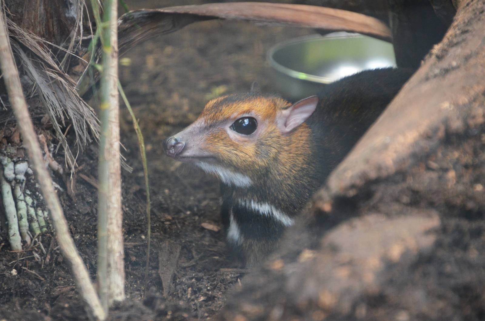 Balabac Chevrotain at Chester, 09/03/16