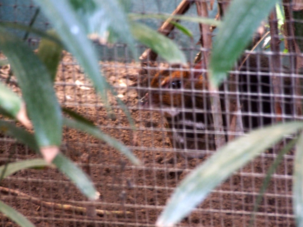 Balabac Chevrotain at Chester, 27/07/14