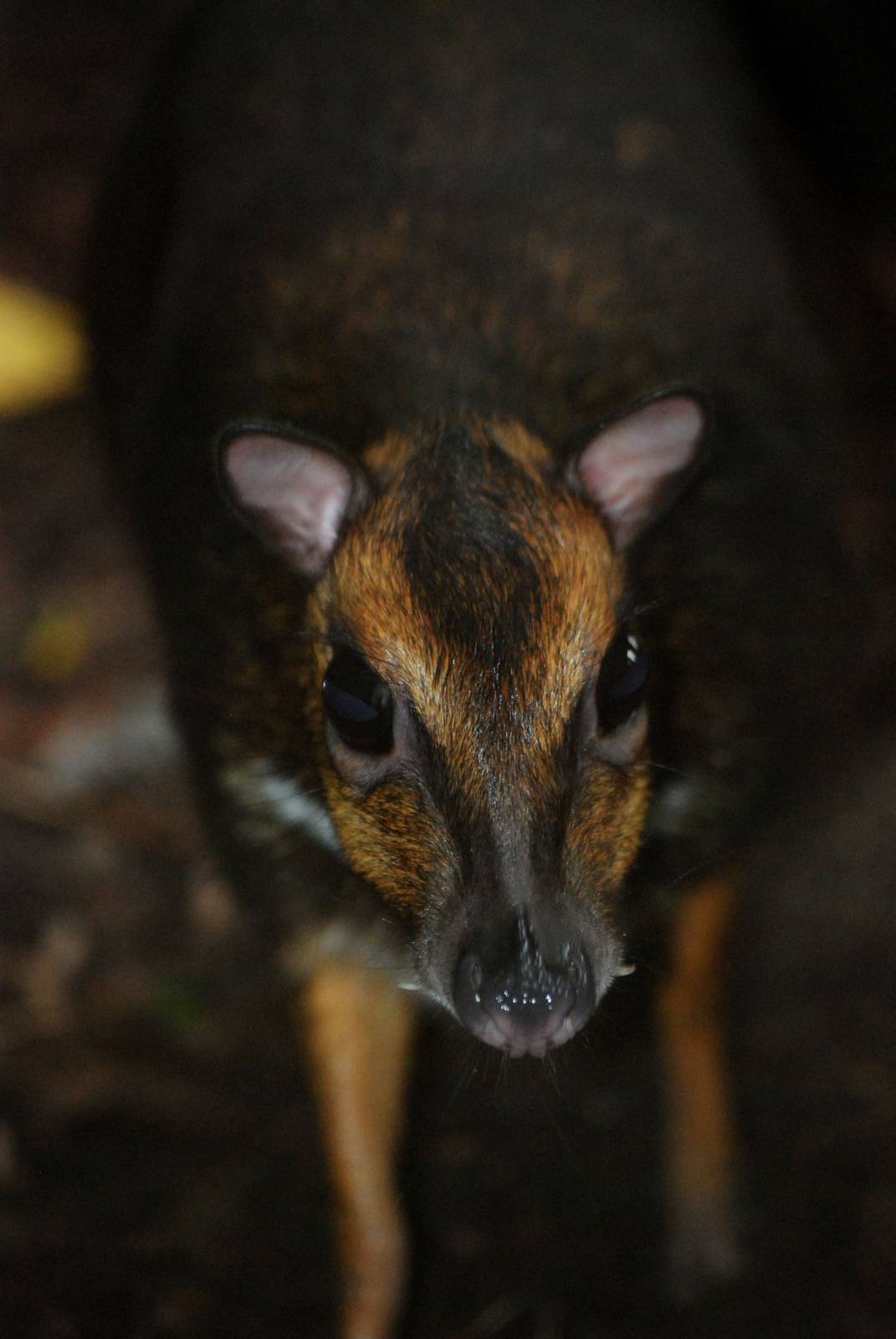 Balabac Chevrotain at Pilsen, 01/09/12