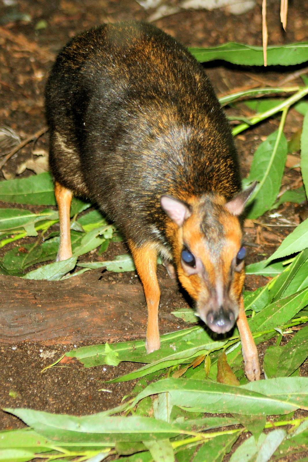 Balabac chevrotain; Plzen; 1st September 2012