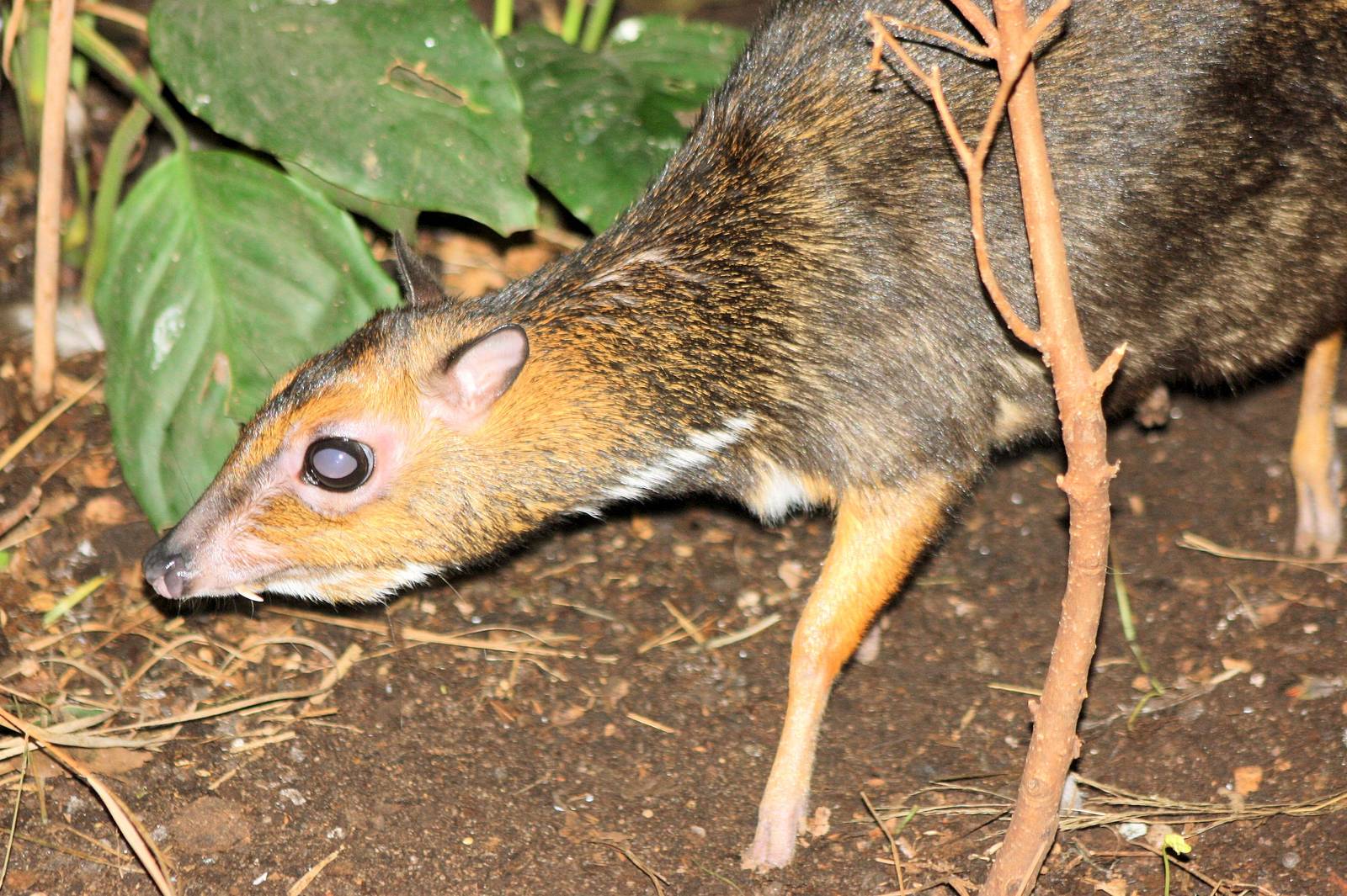 Balabac chevrotain; Plzen; 1st September 2012