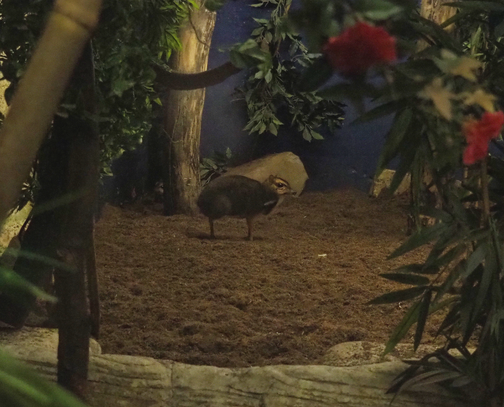 Balabac chevrotain (Tragulus nigricans), 2018-08-19