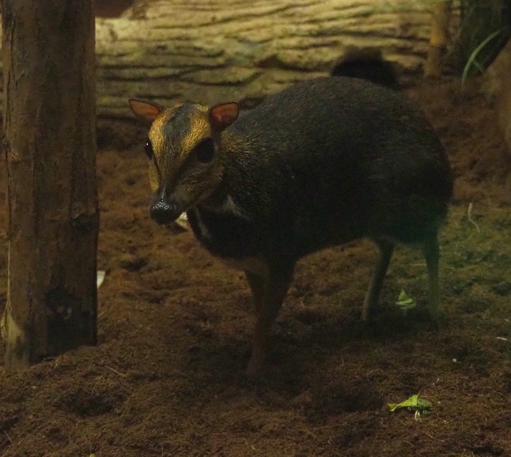 Balabac chevrotain (Tragulus nigricans), 2019-06-22