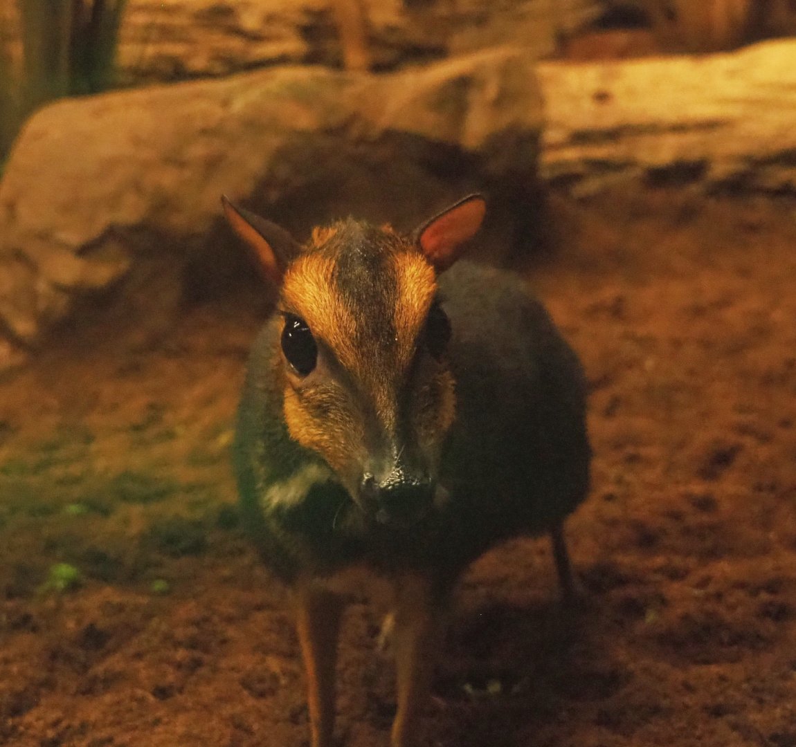 Balabac chevrotain (Tragulus nigricans), 2019-06-22