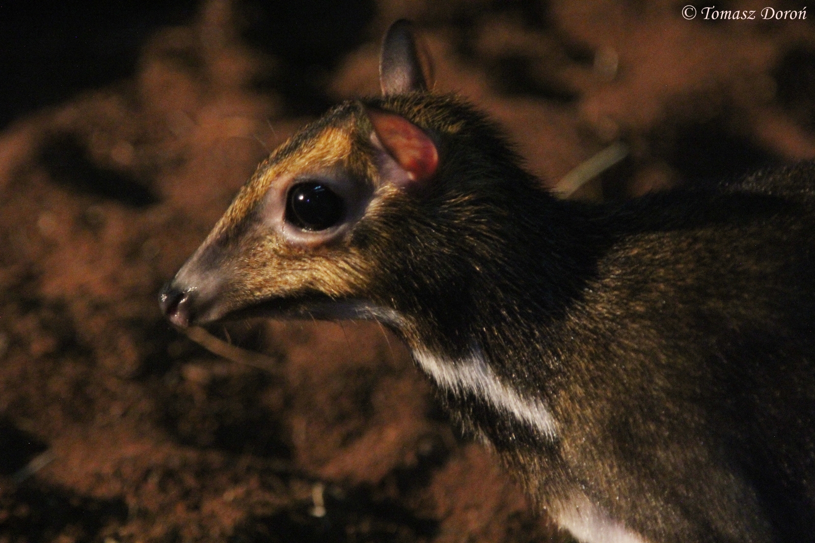 Balabac Chevrotain (Tragulus nigricans); July 2015