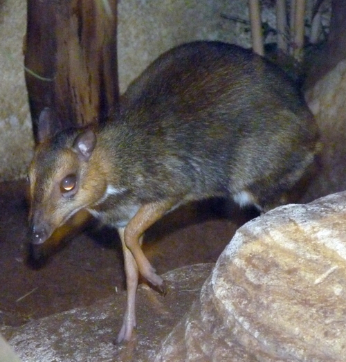 Balabac chevrotain (Tragulus nigricans)