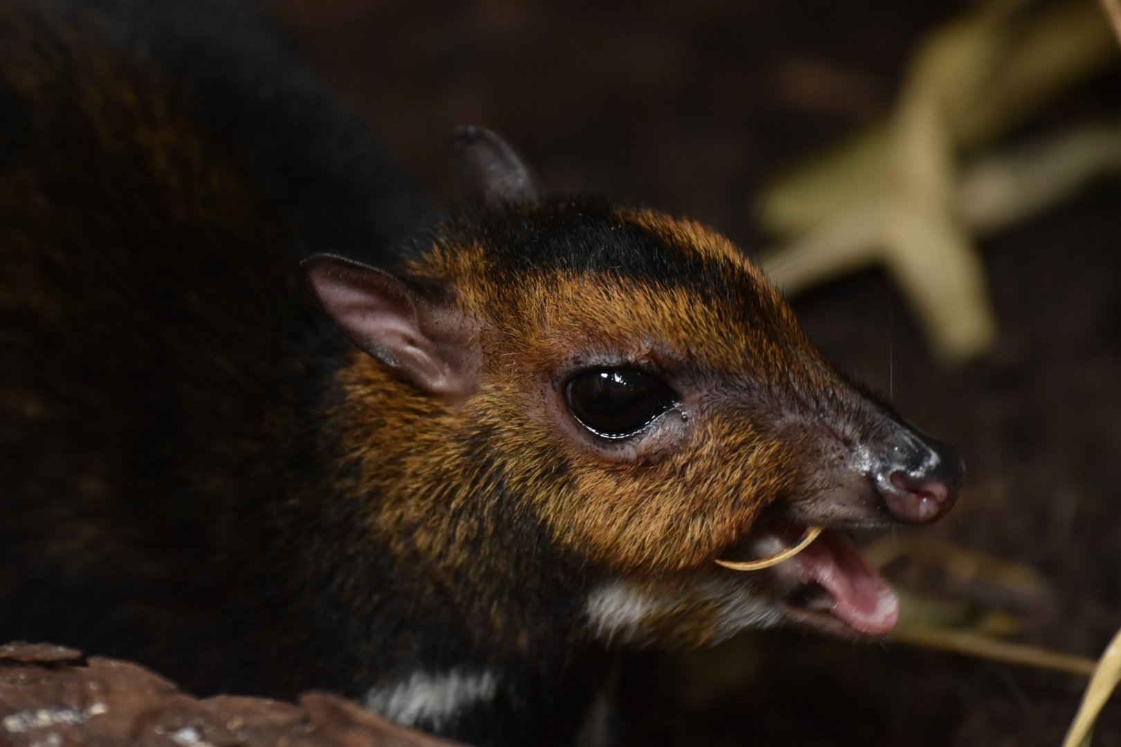 Balabac chevrotain (Tragulus nigricans)