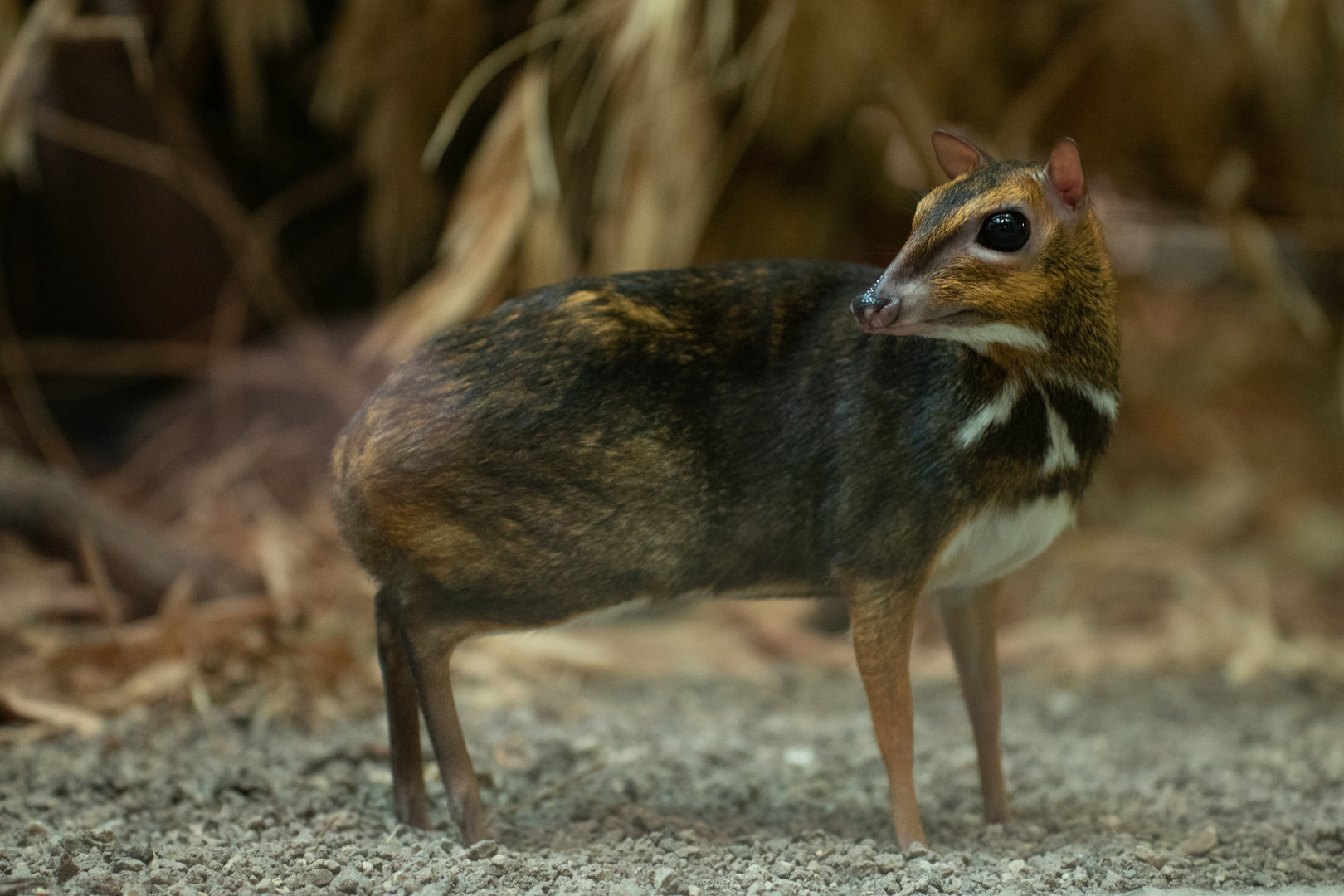 Balabac chevrotain (Tragulus nigricans)