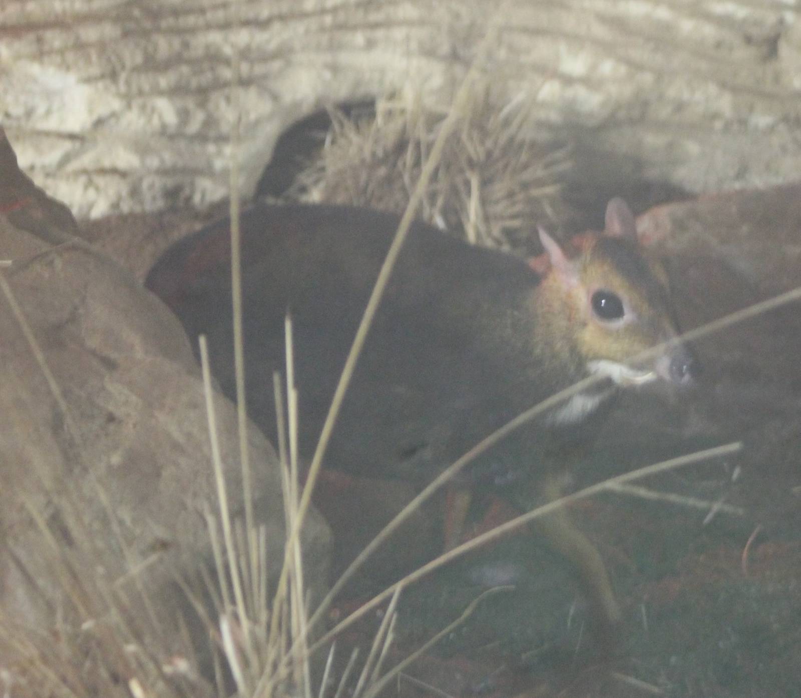 Balabac chevrotain
