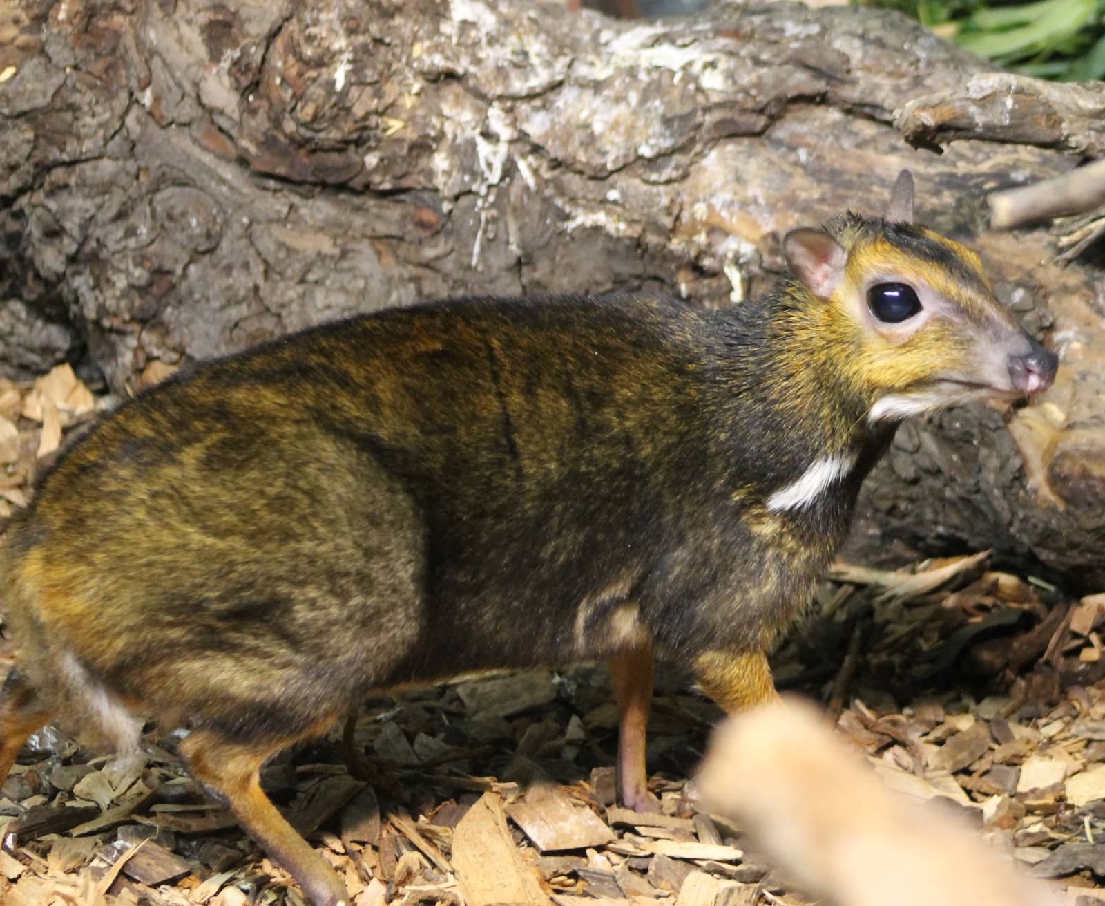 Balabac chevrotain