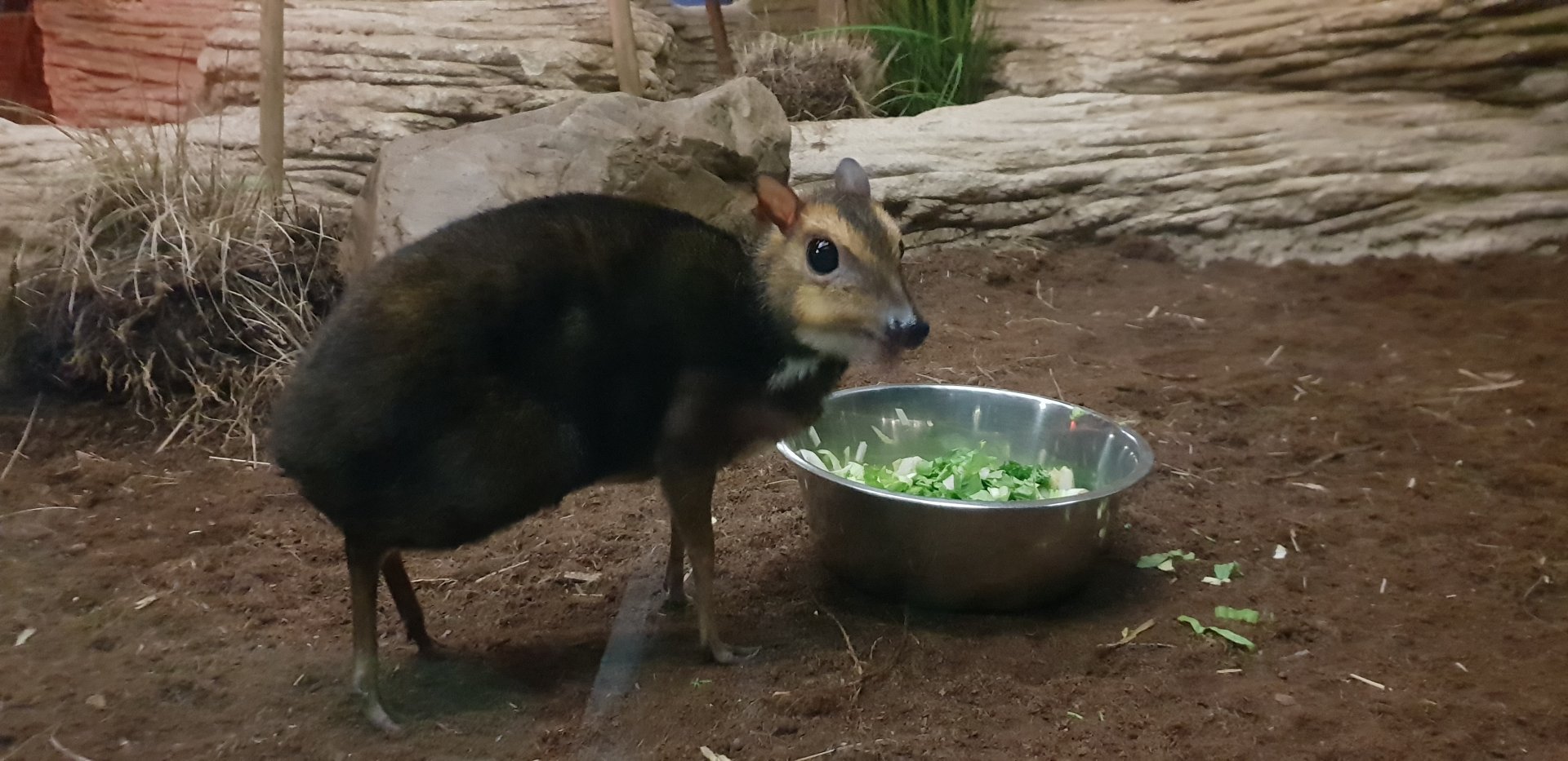 Balabac chevrotain