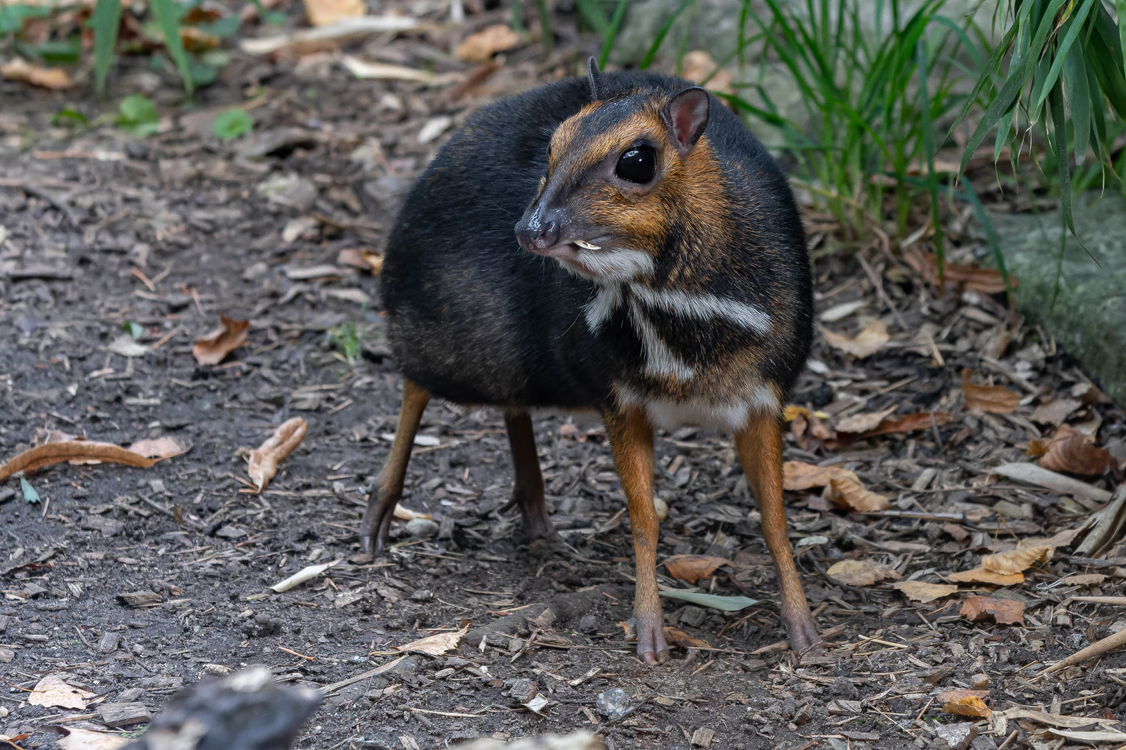 Balabac mouse deer (Tragulus nigricans)