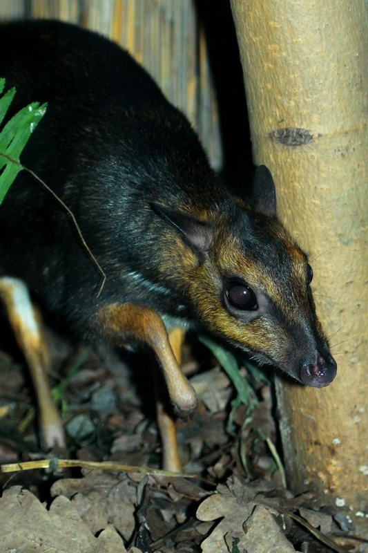 Balabac mouse deer