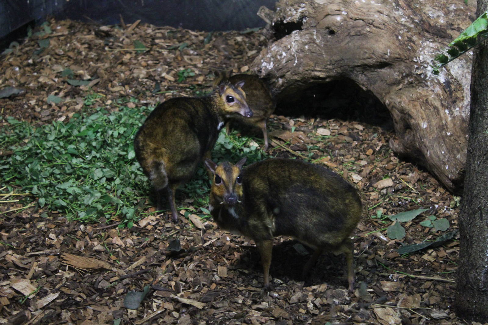 Balabac mouse deer