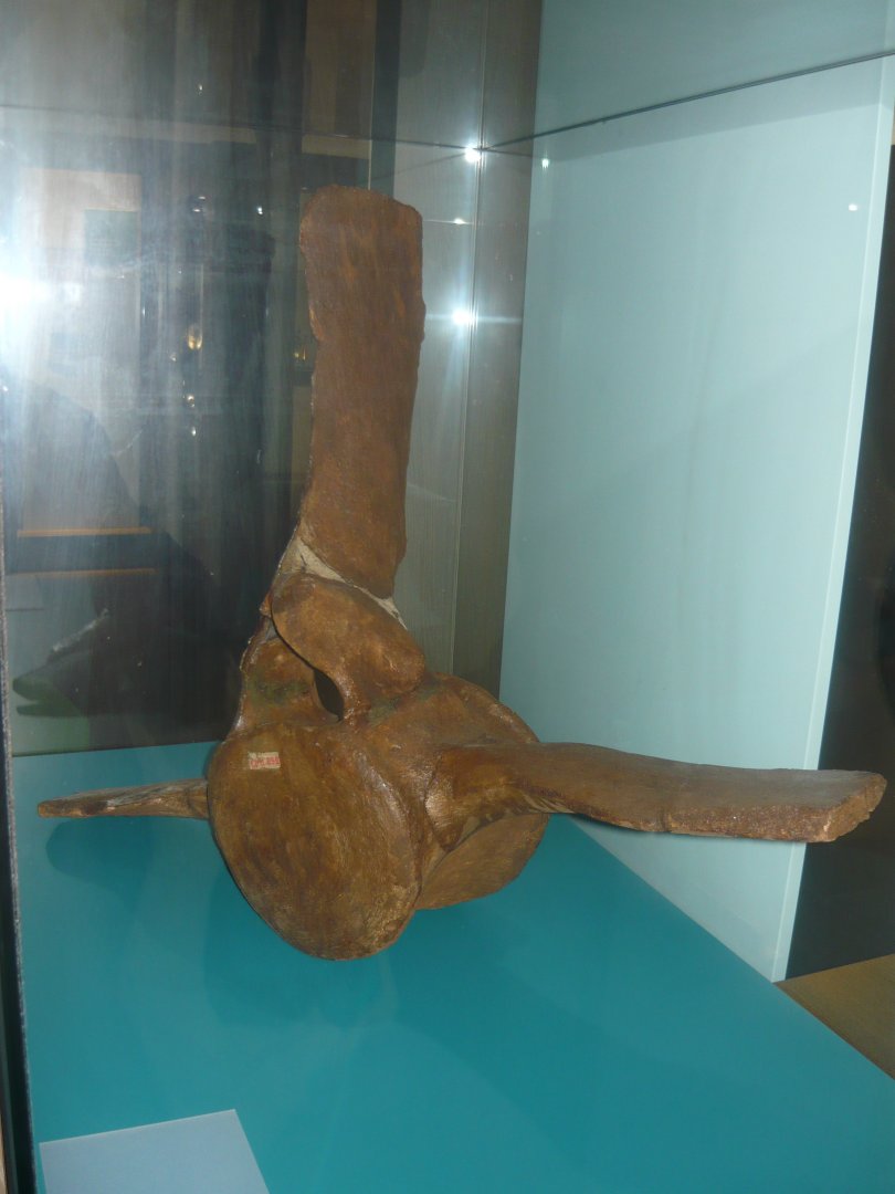 Balaena primigenius vertebra