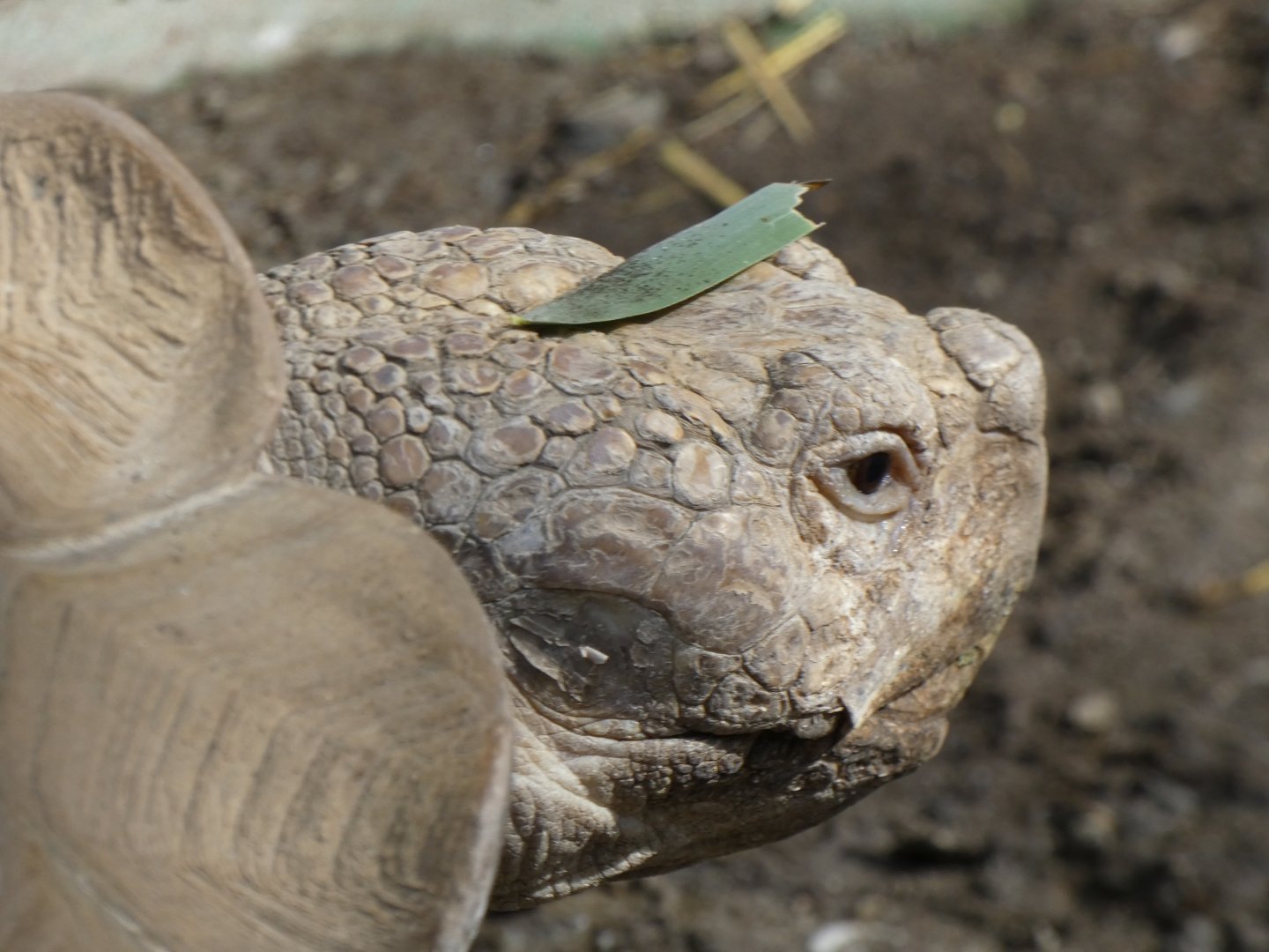 Balancing African spurred tortoise