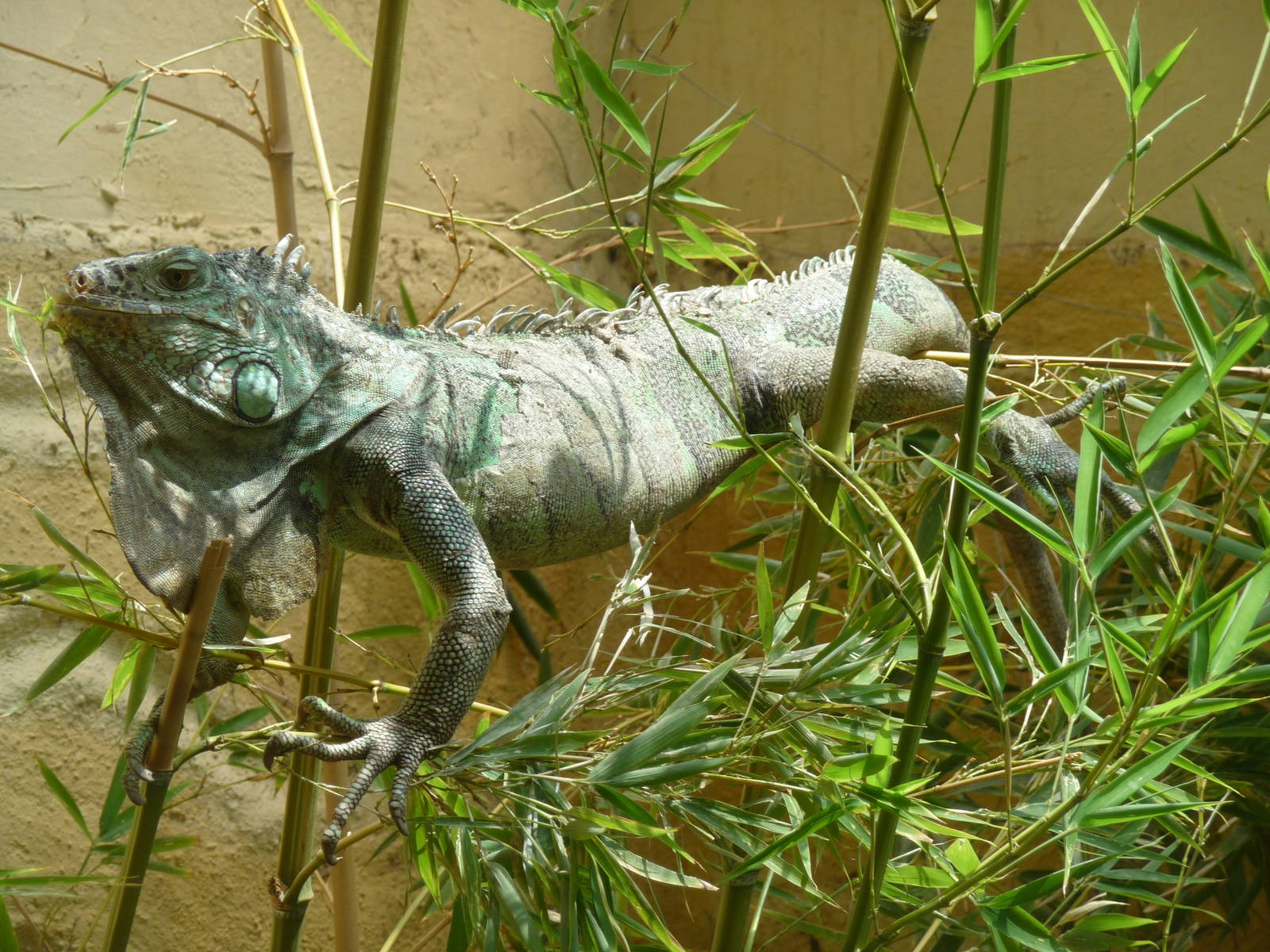 balancing green iguana zoologico de irapuato