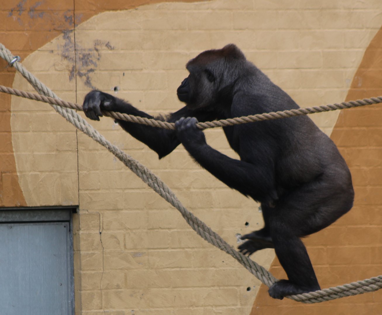 Balancing Western lowland gorilla