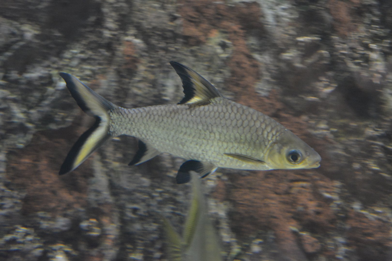 Balantiocheilus melanopterus