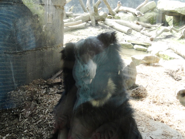 Balawat the Sloth Bear in Tiger Valley