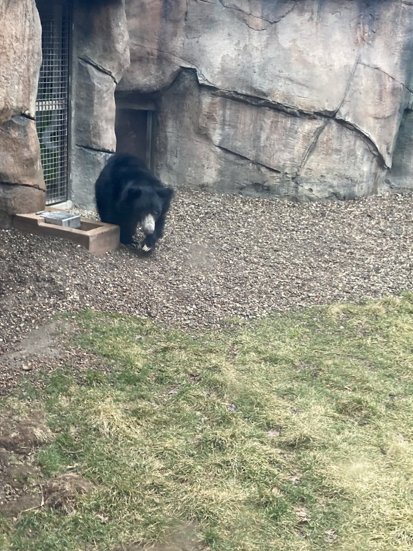 Balawat the Sloth Bear