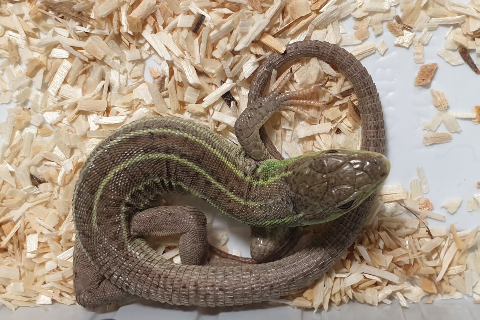 Balcan green lizard - Lacerta trilineata dobrogica