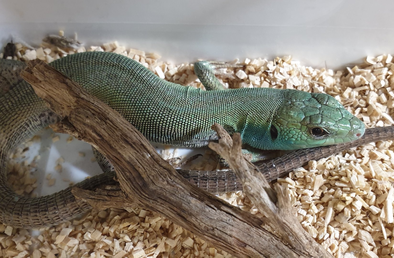 Balcan green lizard - Lacerta trilineata trilineata