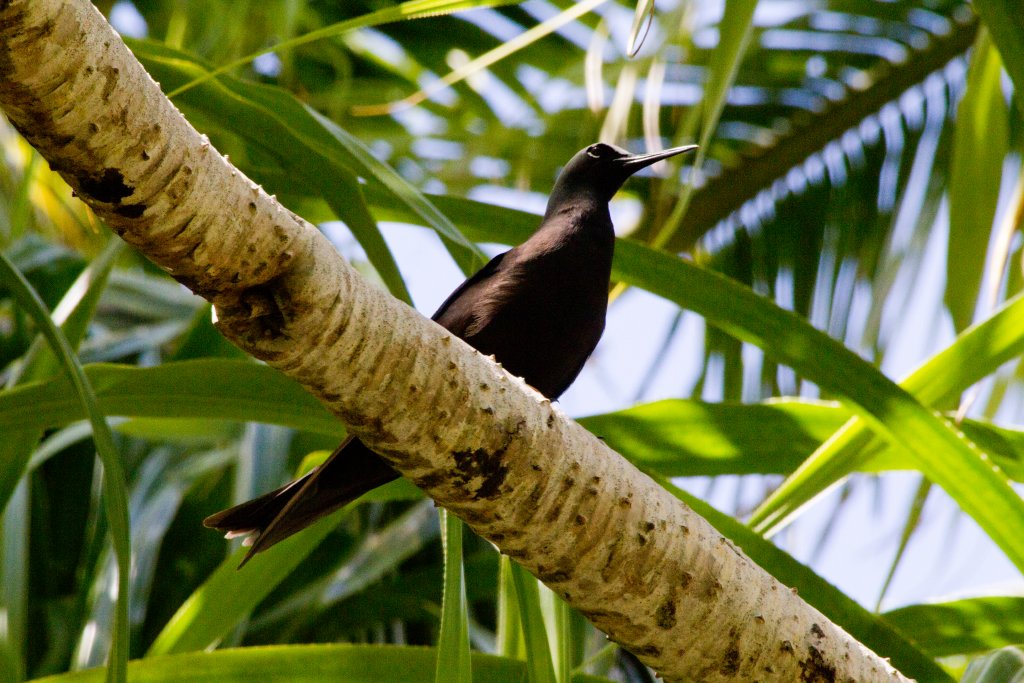 Balck Noddy (Anous minutus)