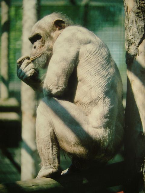 Bald chimp at Twycross