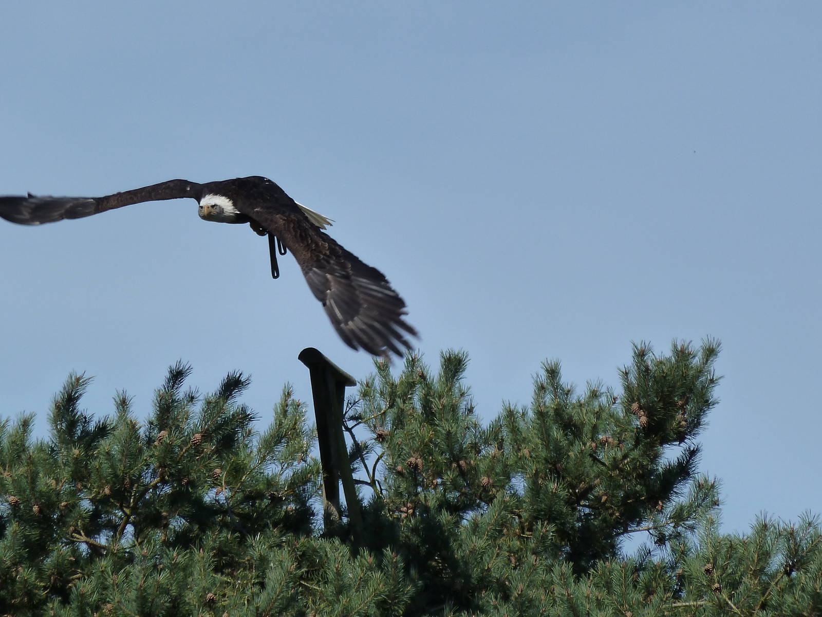 Bald eagel in flight