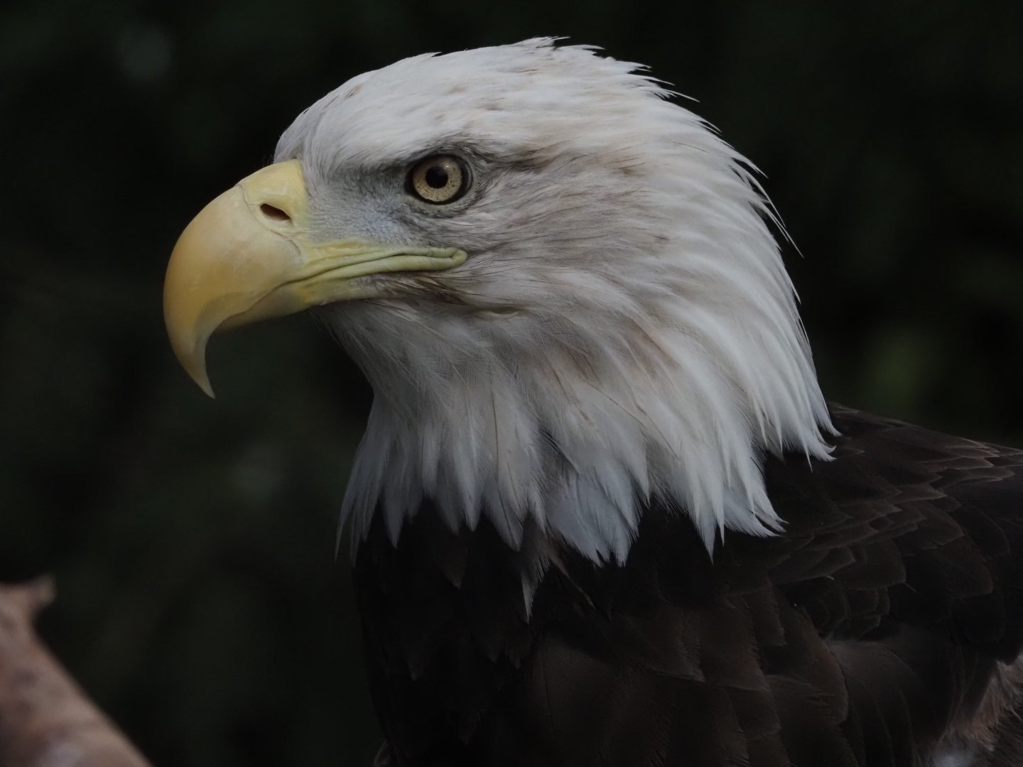 Bald Eagle 1