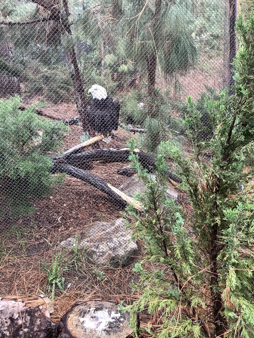 Bald Eagle 10/9/21