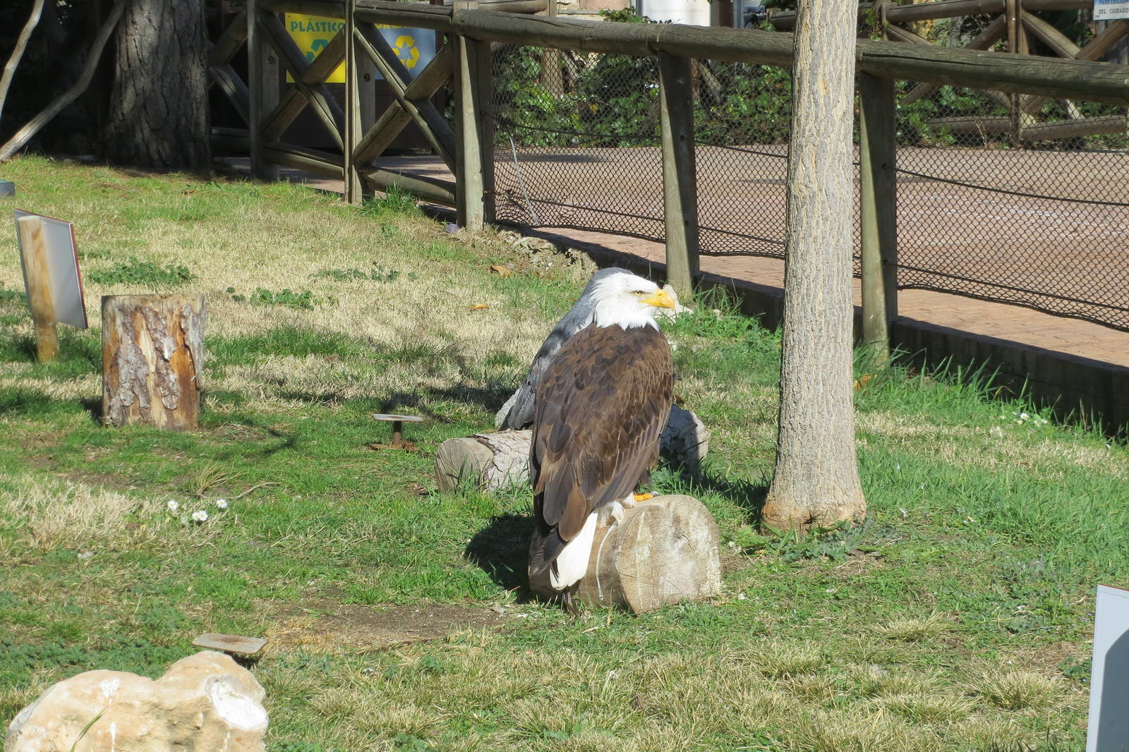 Bald Eagle 150216