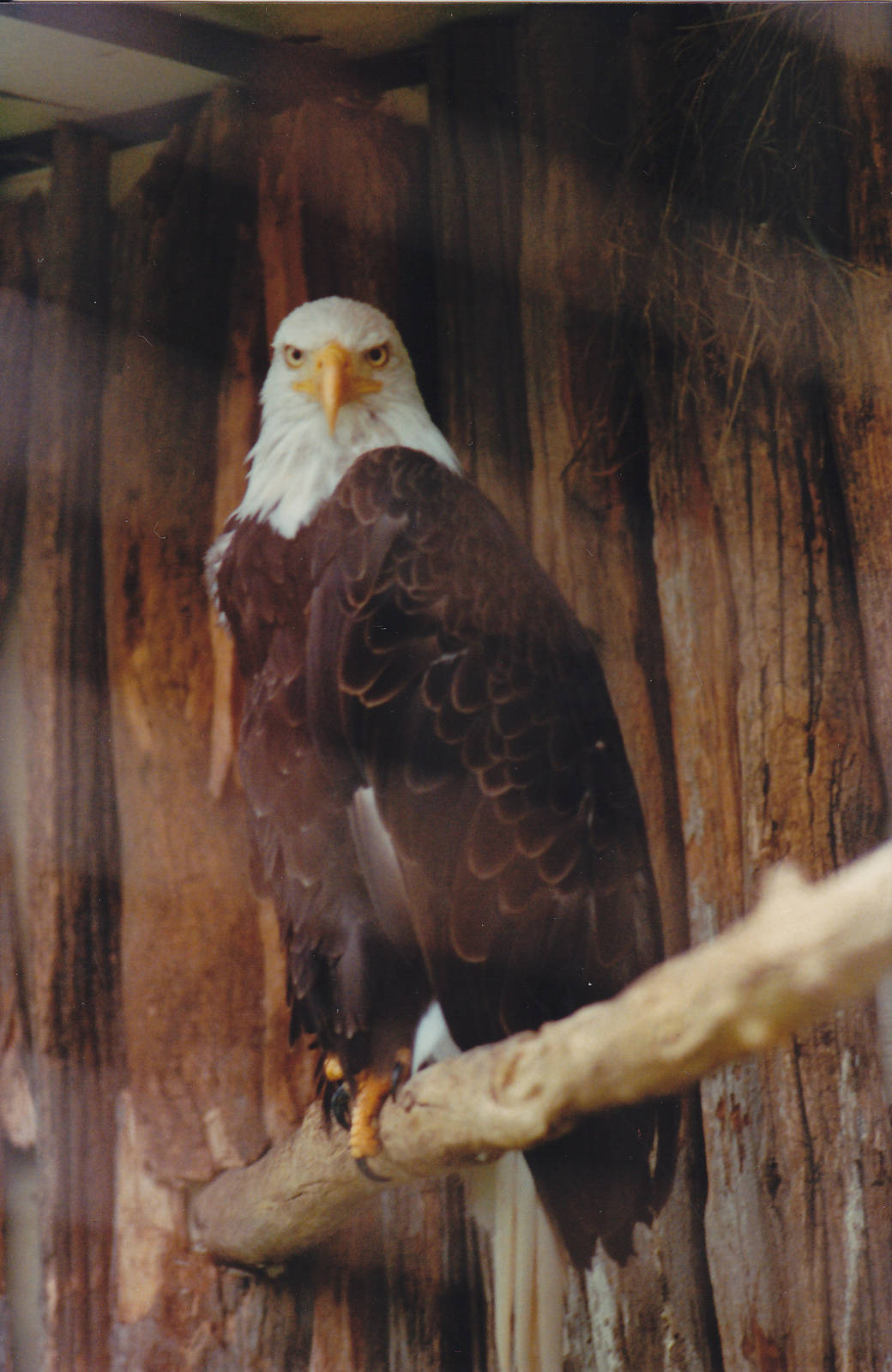 Bald Eagle 1988