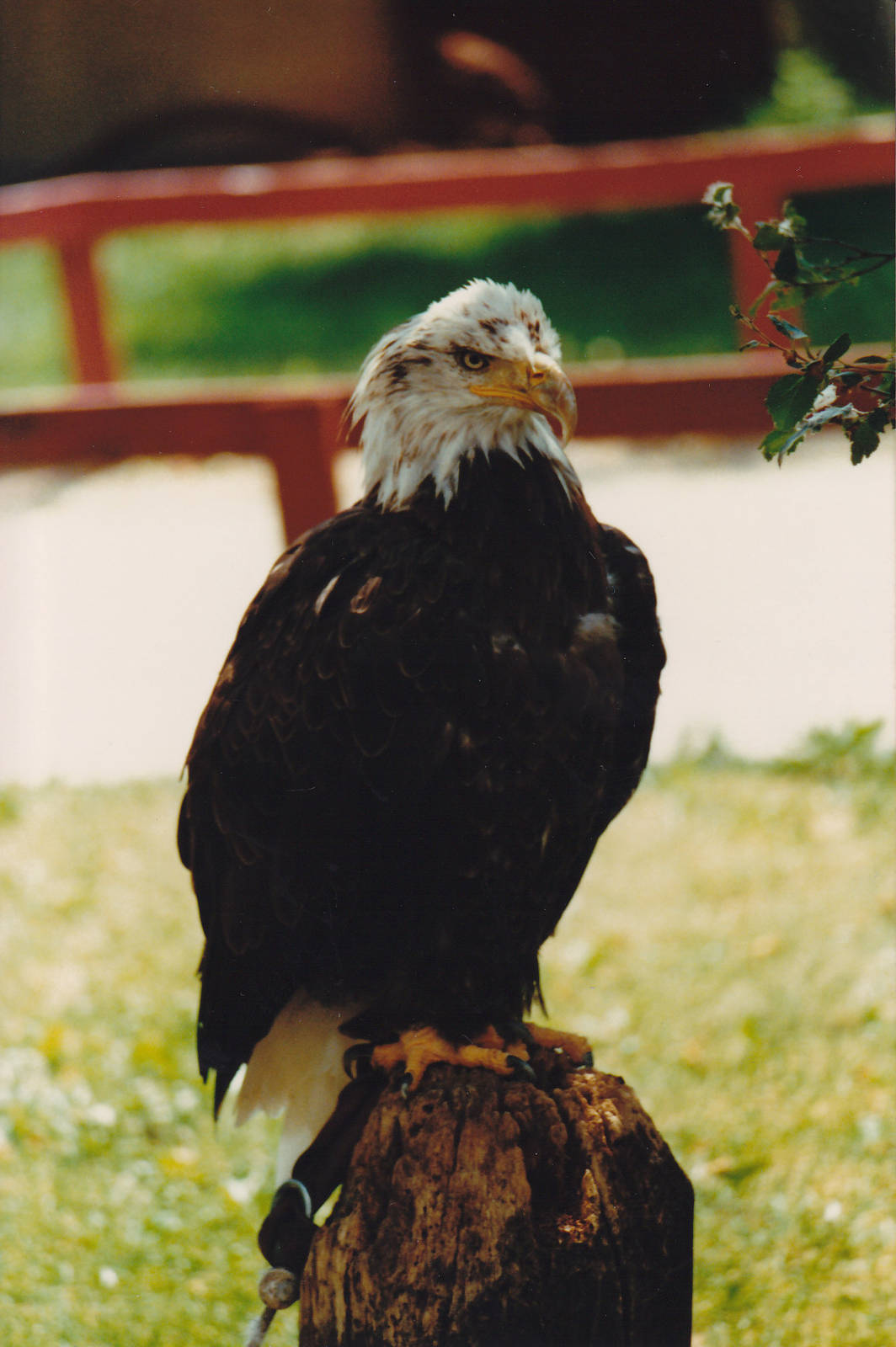 Bald Eagle 1988