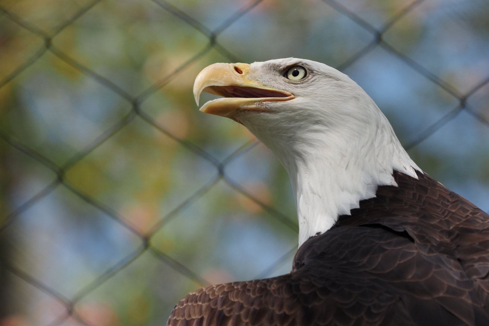 Bald Eagle 2