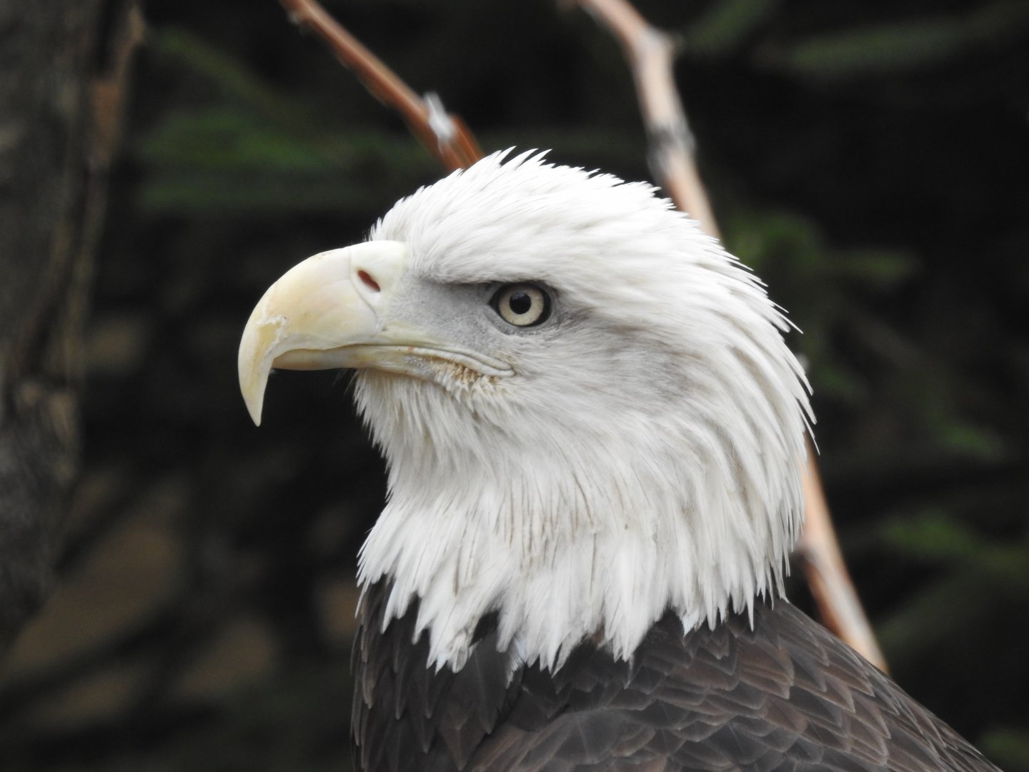 Bald Eagle, 2019