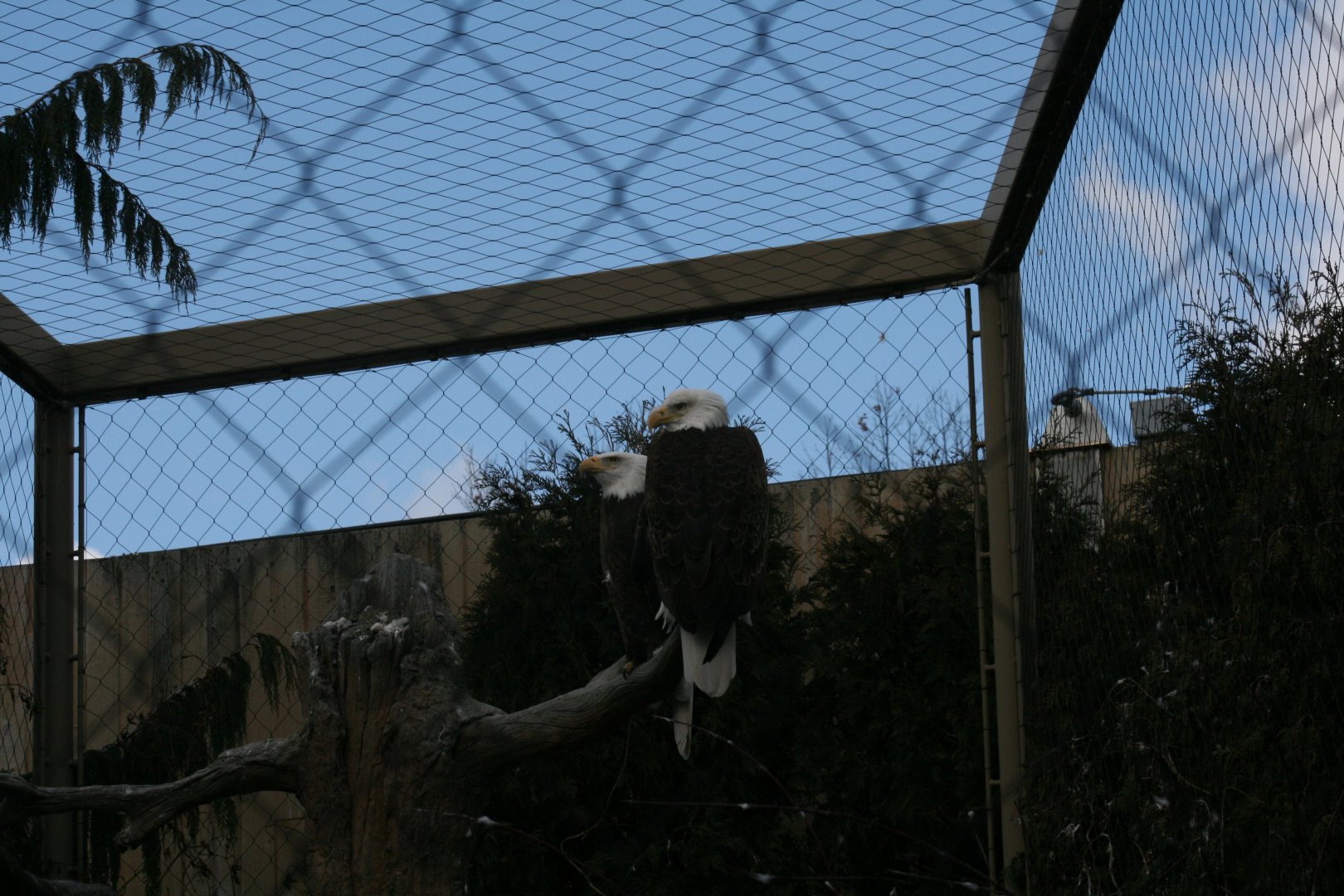 Bald Eagle(3/9/2025)