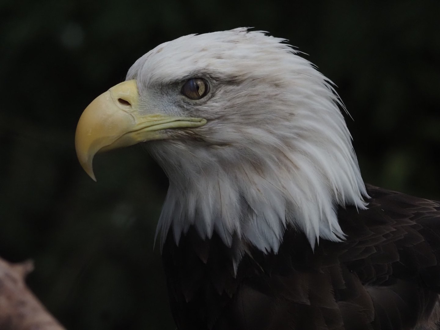 Bald Eagle 3
