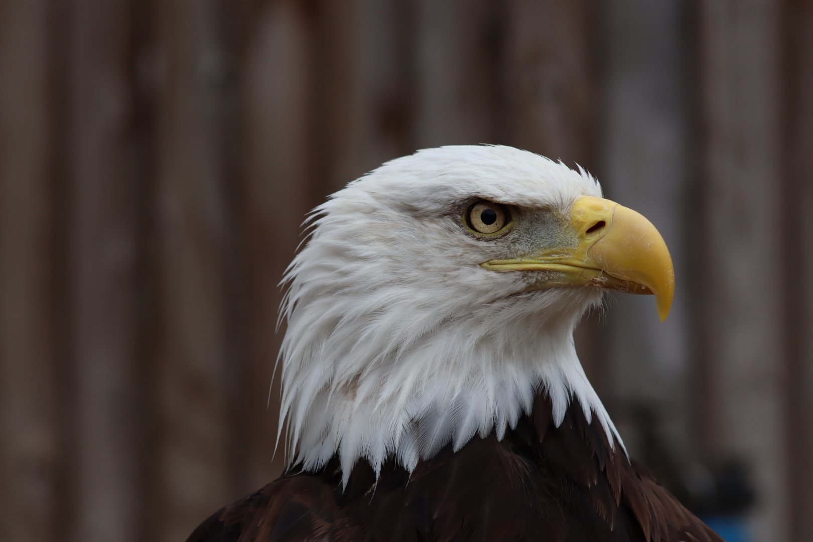Bald Eagle - 7 September 2020